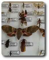 Insect Collection